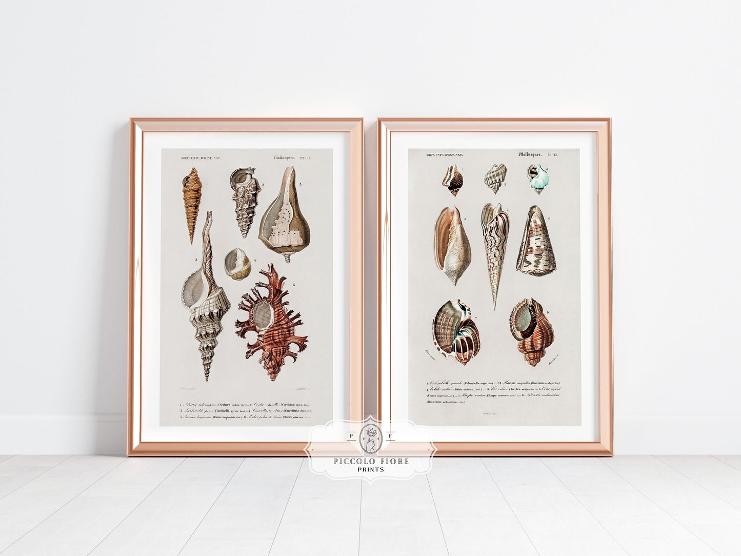 Shell/Mollusk Watercolour Illustrations | Gallery Wall Set | 2 Prints | S2-1