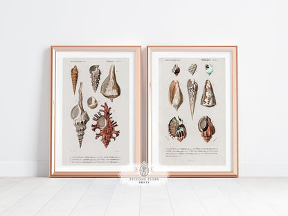 Shell/Mollusk Watercolour Illustrations | Gallery Wall Set | 2 Prints | S2-1