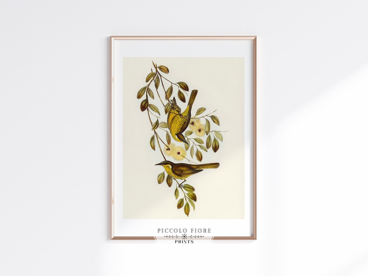 Varied Honey-eater Illustration | P141