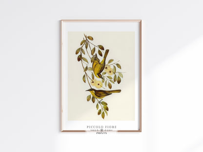 Varied Honey-eater Illustration | P141