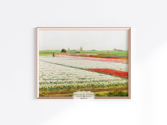 Tulip Fields | P108