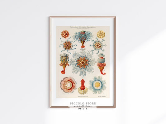 Jellyfish | P7 - Single Art Prints - Piccolo Fiore Prints