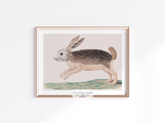 Jumping Hare | P789 - Single Art Prints - Piccolo Fiore Prints