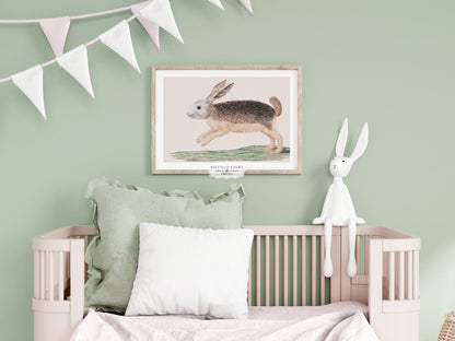 Jumping Hare | P789 - Single Art Prints - Piccolo Fiore Prints