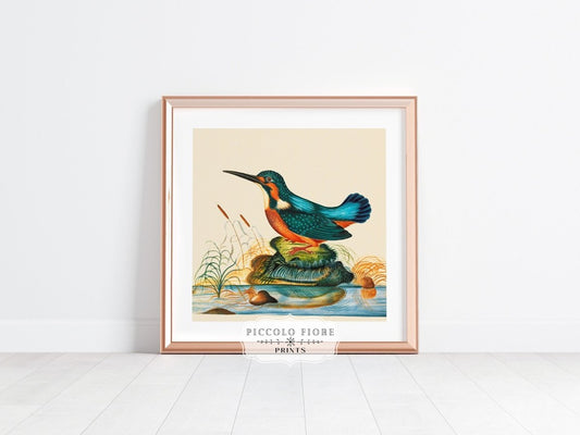 Kingfisher | P304 - Single Square Art Prints - Piccolo Fiore Prints