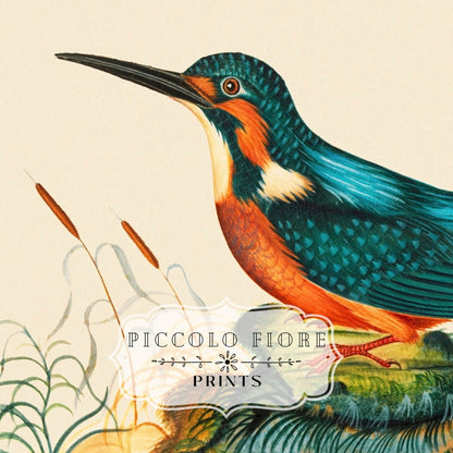 Kingfisher | P304 - Single Square Art Prints - Piccolo Fiore Prints