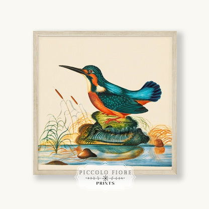 Kingfisher | P304 - Single Square Art Prints - Piccolo Fiore Prints