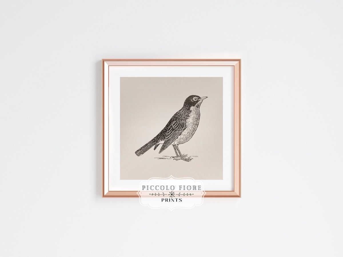 Little Robin | P387 - Single Square Art Prints - Piccolo Fiore Prints