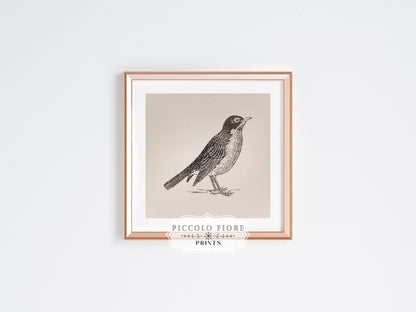 Little Robin | P387 - Single Square Art Prints - Piccolo Fiore Prints