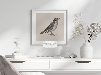 Little Robin | P387 - Single Square Art Prints - Piccolo Fiore Prints