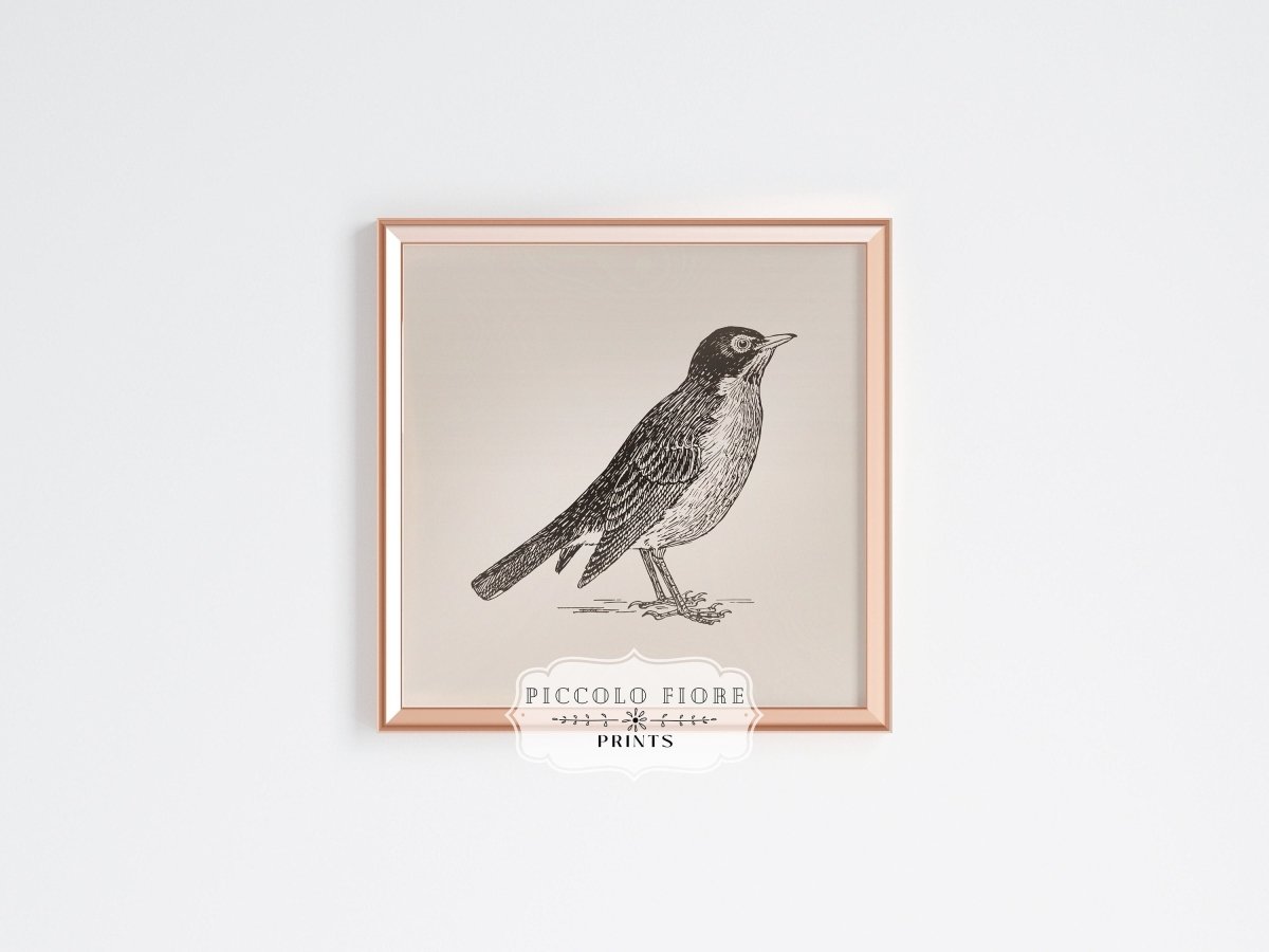 Little Robin | P387 - Single Square Art Prints - Piccolo Fiore Prints