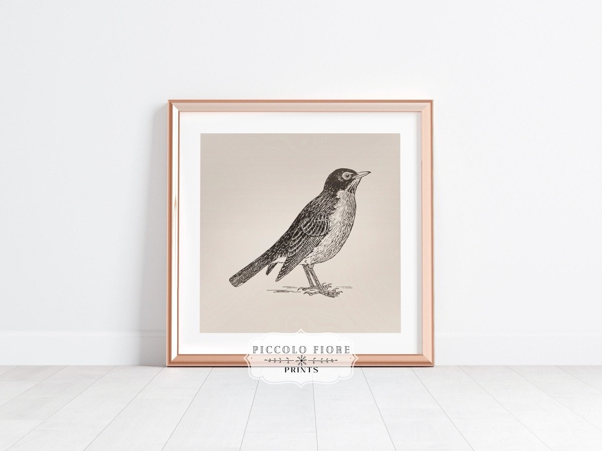 Little Robin | P387 - Single Square Art Prints - Piccolo Fiore Prints