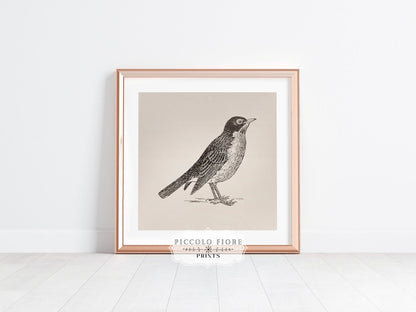 Little Robin | P387 - Single Square Art Prints - Piccolo Fiore Prints