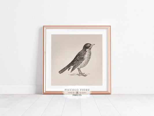 Little Robin | P387 - Single Square Art Prints - Piccolo Fiore Prints