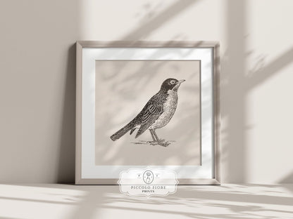 Little Robin | P387 - Single Square Art Prints - Piccolo Fiore Prints