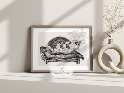 Lying Cat on a Pillow | P216 - Single Art Prints - Piccolo Fiore Prints