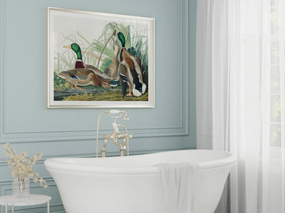 Mallard Ducks Illustration | P402 - Single Art Prints - Piccolo Fiore Prints
