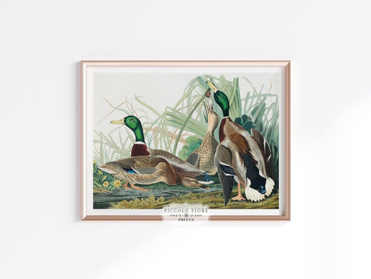 Mallard Ducks Illustration | P402 - Single Art Prints - Piccolo Fiore Prints