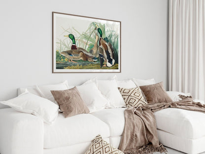 Mallard Ducks Illustration | P402 - Single Art Prints - Piccolo Fiore Prints