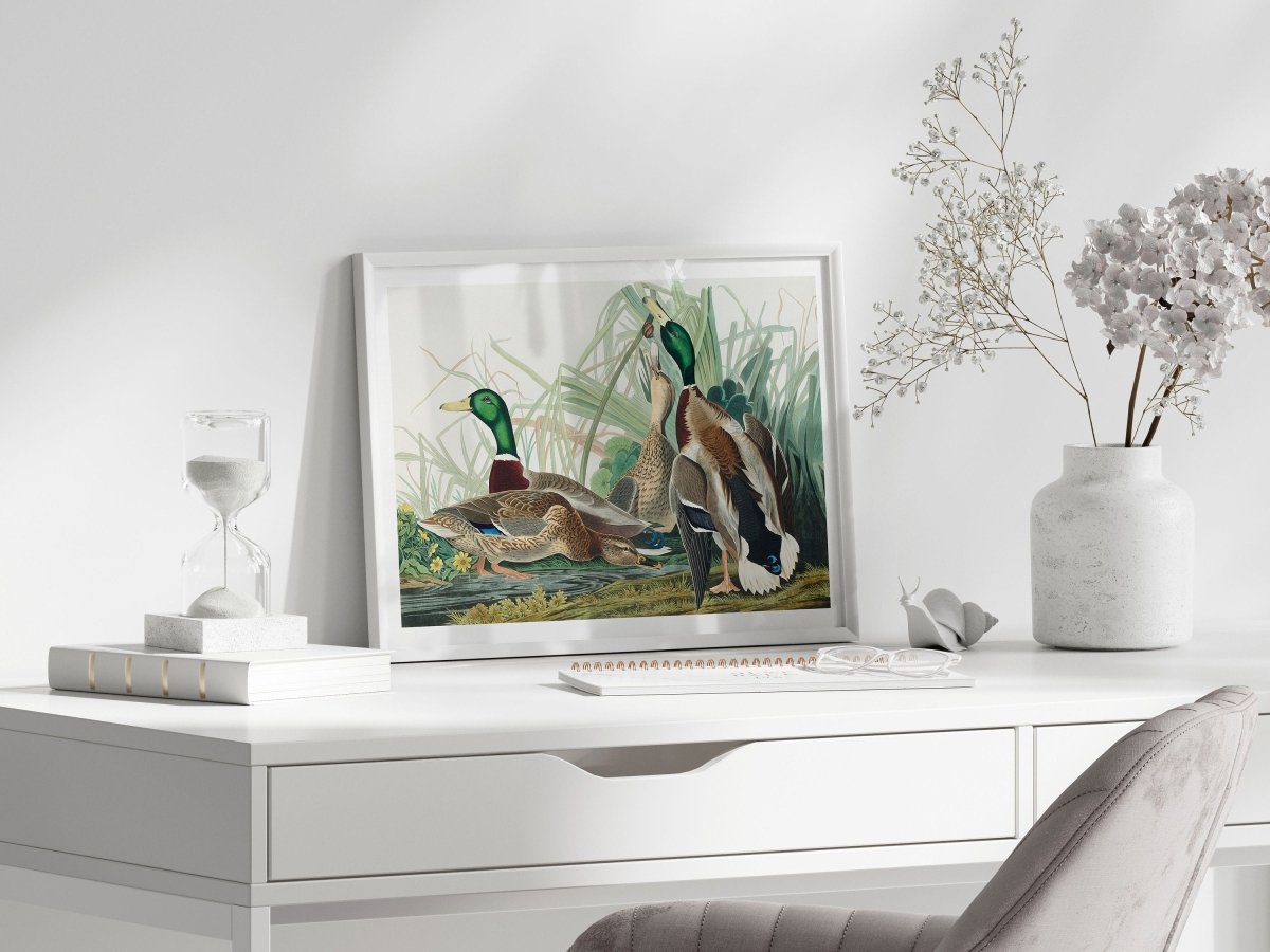 Mallard Ducks Illustration | P402 - Single Art Prints - Piccolo Fiore Prints