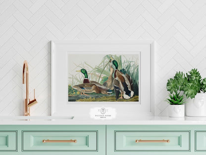Mallard Ducks Illustration | P402 - Single Art Prints - Piccolo Fiore Prints