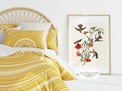Mango Hummingbird Illustration | P258 - Single Art Prints - Piccolo Fiore Prints