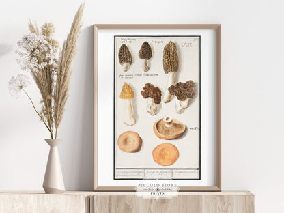 Morchella | P249 - Single Art Prints - Piccolo Fiore Prints