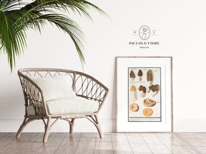 Morchella | P249 - Single Art Prints - Piccolo Fiore Prints