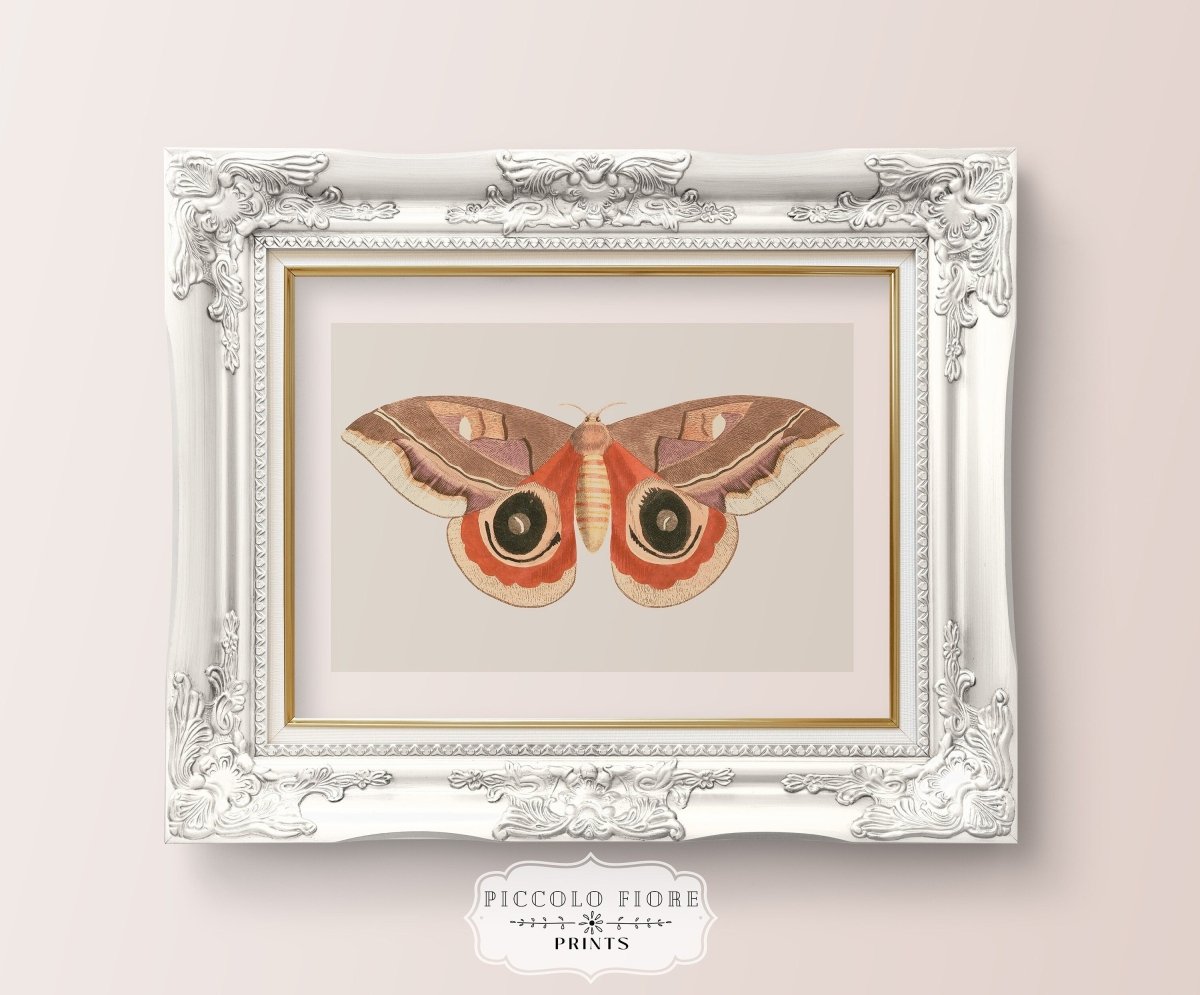 Moth Illustration | P80 - Single Art Prints - Piccolo Fiore Prints