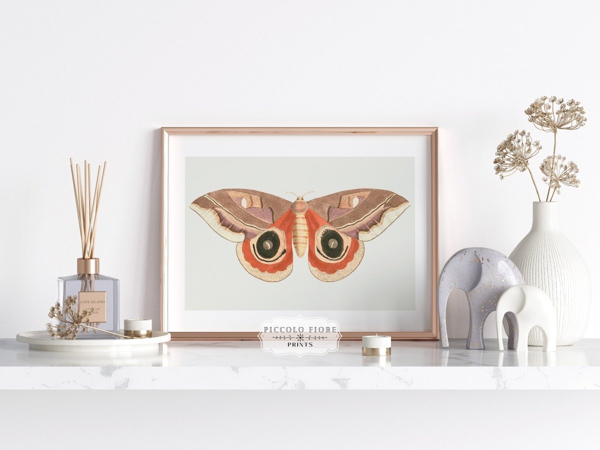 Moth Illustration | P80 - Single Art Prints - Piccolo Fiore Prints