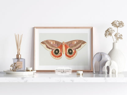 Moth Illustration | P80 - Single Art Prints - Piccolo Fiore Prints