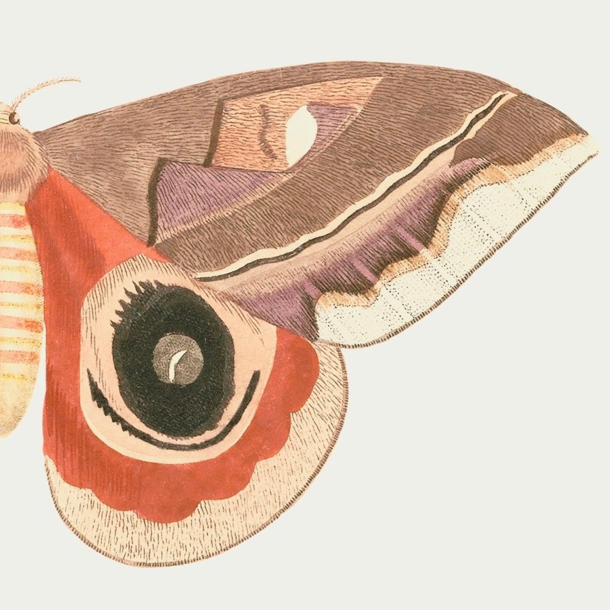 Moth Illustration | P80 - Single Art Prints - Piccolo Fiore Prints