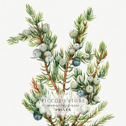 Mountain Juniper | P200 - Single Art Prints - Piccolo Fiore Prints