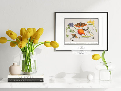 Natural History Ensemble | P362 - Single Art Prints - Piccolo Fiore Prints