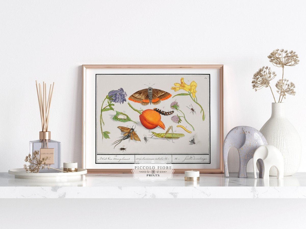 Natural History Ensemble | P362 - Single Art Prints - Piccolo Fiore Prints