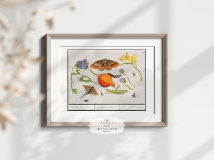 Natural History Ensemble | P362 - Single Art Prints - Piccolo Fiore Prints