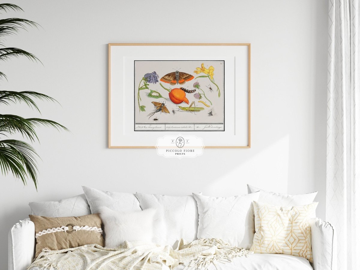 Natural History Ensemble | P362 - Single Art Prints - Piccolo Fiore Prints