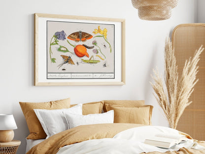 Natural History Ensemble | P362 - Single Art Prints - Piccolo Fiore Prints