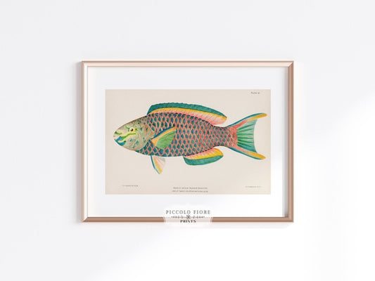 Parrot Fish Illustration | P2 - Single Art Prints - Piccolo Fiore Prints