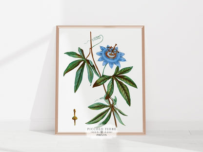 Passionflower Illustration | P153 - Single Art Prints - Piccolo Fiore Prints