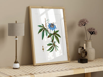 Passionflower Illustration | P153 - Single Art Prints - Piccolo Fiore Prints