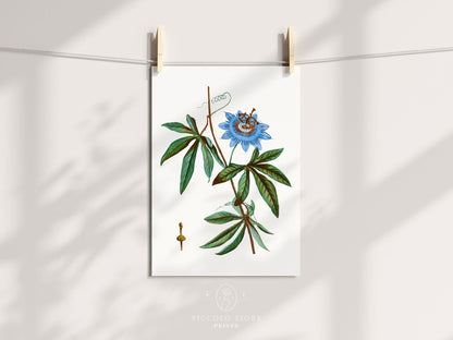 Passionflower Illustration | P153 - Single Art Prints - Piccolo Fiore Prints