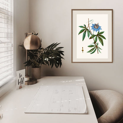 Passionflower Illustration | P153 - Single Art Prints - Piccolo Fiore Prints