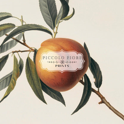 Peach Illustration | P99 - Single Art Prints - Piccolo Fiore Prints