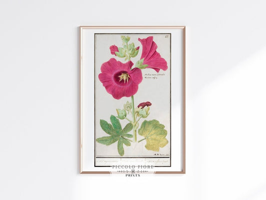 Pink Hollyhock Illustration | P50 - Single Art Prints - Piccolo Fiore Prints