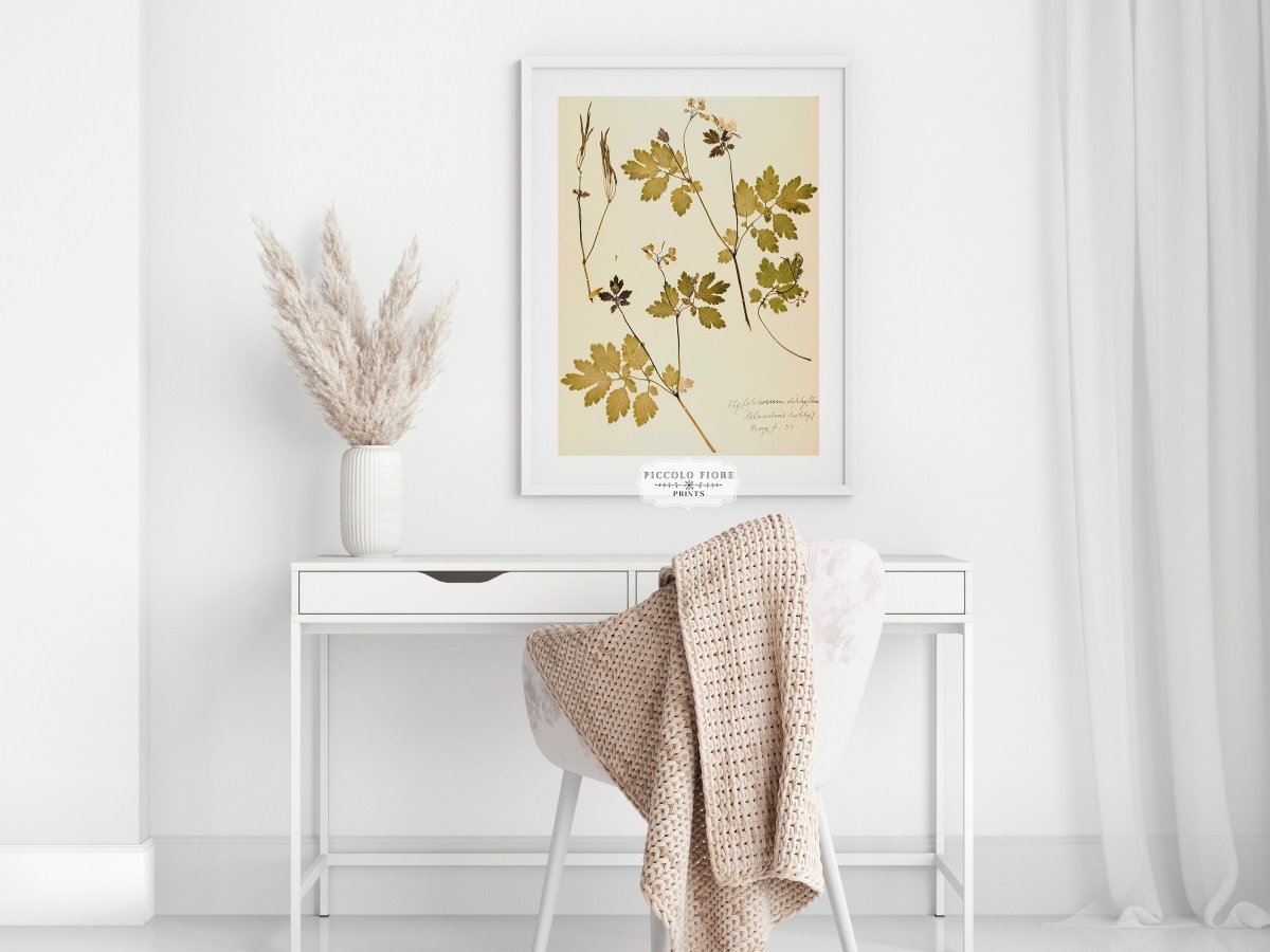 Pressed Flower Art Print | Celandine Poppy | P430 - Single Art Prints - Piccolo Fiore Prints