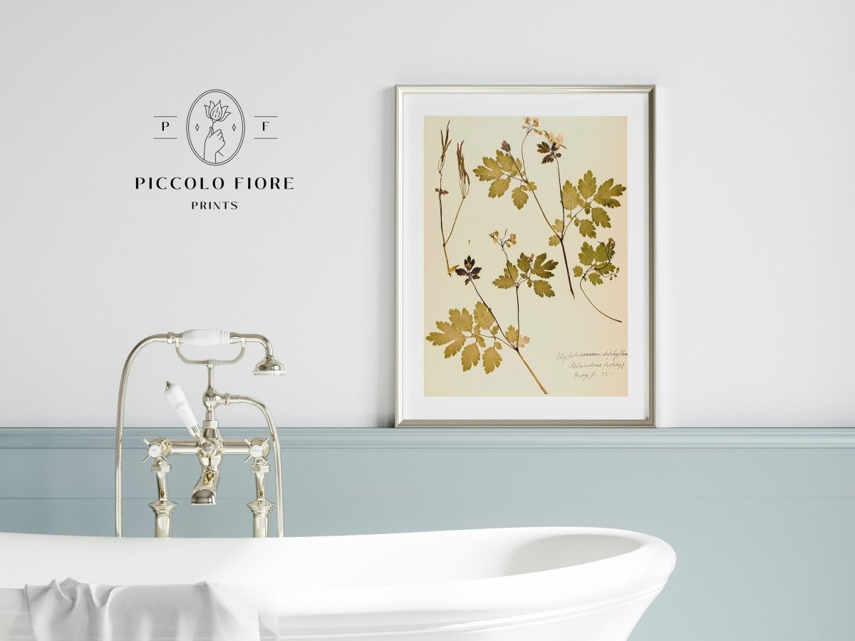 Pressed Flower Art Print | Celandine Poppy | P430 - Single Art Prints - Piccolo Fiore Prints
