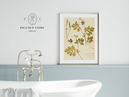 Pressed Flower Art Print | Celandine Poppy | P430 - Single Art Prints - Piccolo Fiore Prints