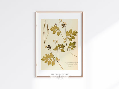 Pressed Flower Art Print | Celandine Poppy | P430 - Single Art Prints - Piccolo Fiore Prints