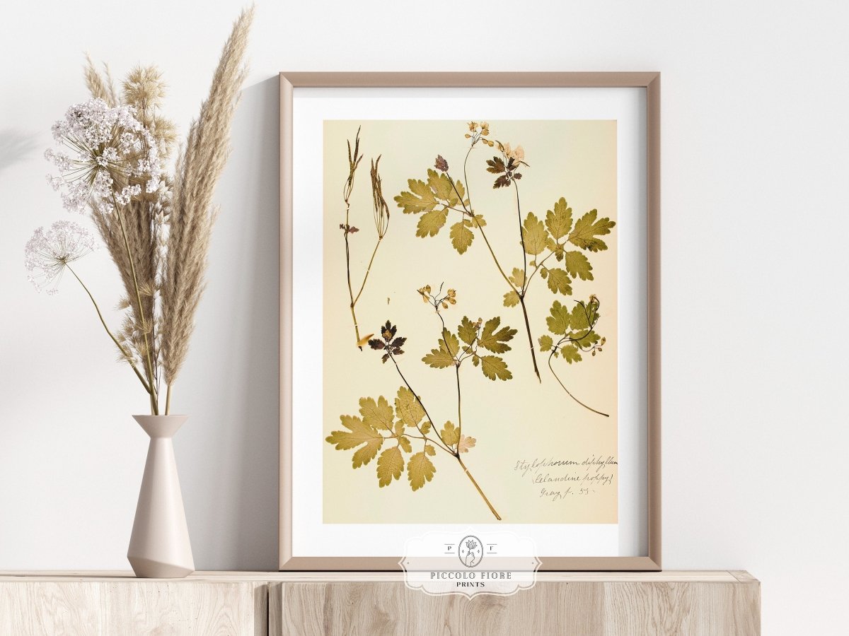 Pressed Flower Art Print | Celandine Poppy | P430 - Single Art Prints - Piccolo Fiore Prints
